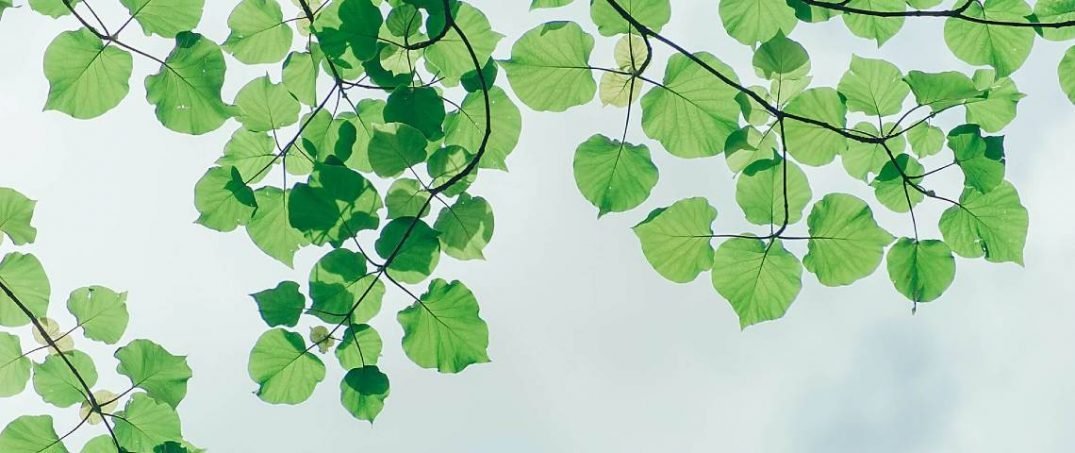 Heideggerci Çevre Yaklaşımı