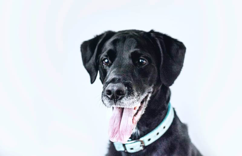 Köpeklerin Hareketleri ve Anlamları