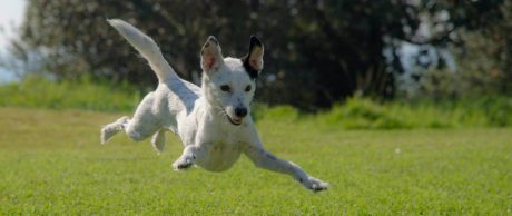 Köpeklerin Hareketleri ve Anlamları