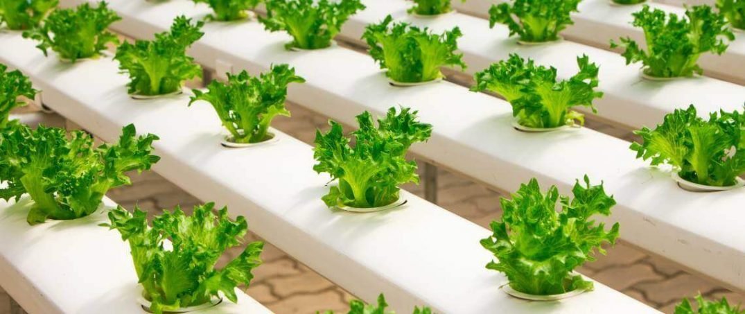 Dikey Tarım Nedir, Nasıl Yapılır, Faydaları Nelerdir?