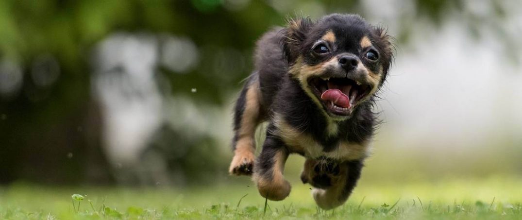 Ankara Köpek Parkları