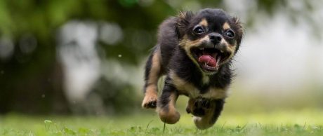 Ankara Köpek Parkları