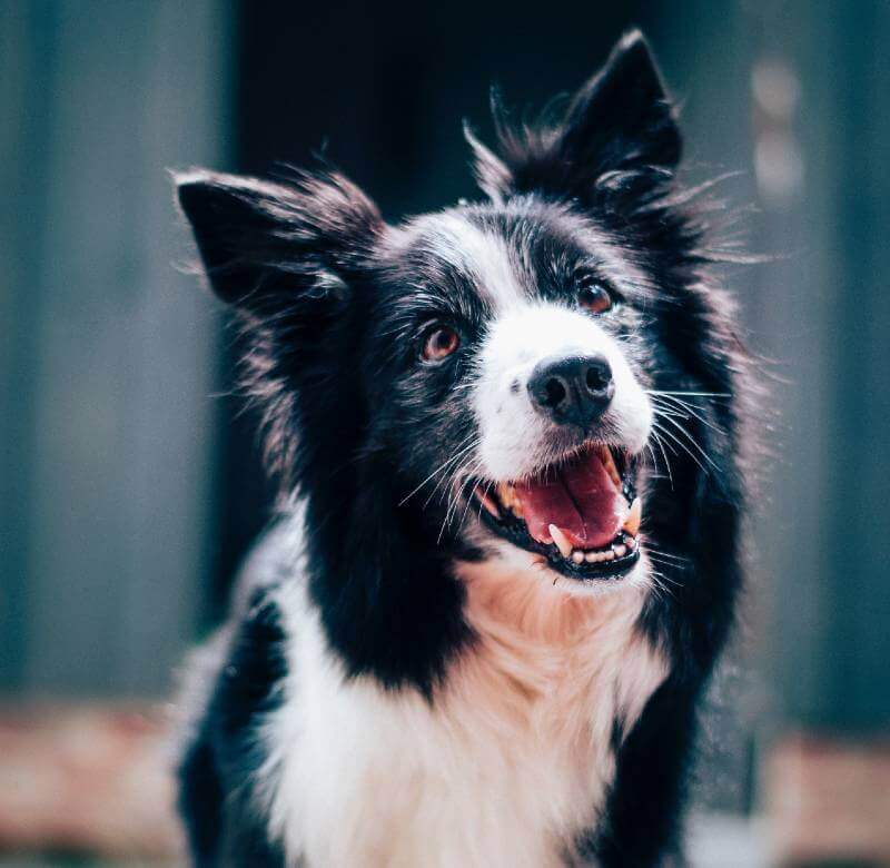 Köpeklerin Hareketleri ve Anlamları