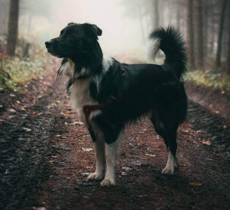 Köpeklerin Hareketleri ve Anlamları