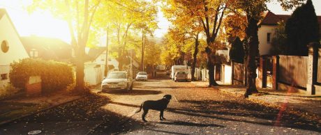Sokak Hayvanları İçin İleri Dönüşüm Fikirleri