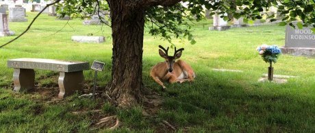 Sürdürülebilir Defin ile Ağaca Dönüşün