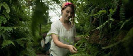 Bitki Hastanesi ve Bitki Otelleri Hakkında Her Şey!