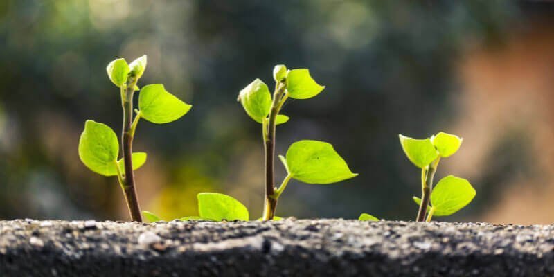 Çevresel ve Ekolojik Sürdürülebilirlik
