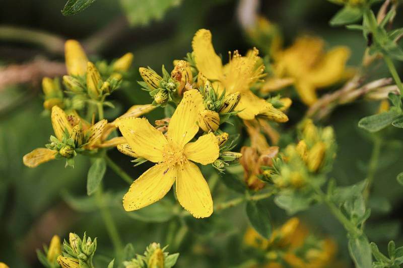 Kantaron Çiçekleri