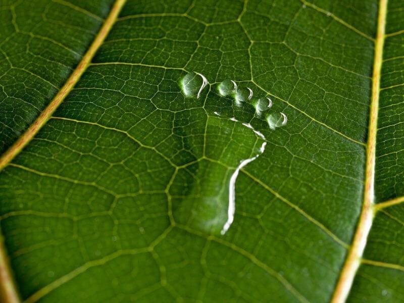 Karbon Ayak İzi Nedir ve Nasıl Azaltılır?