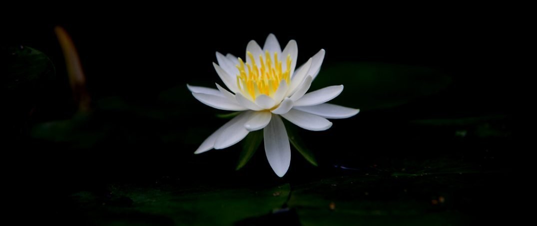 Lotus Çiçeği Anlamı Nedir?