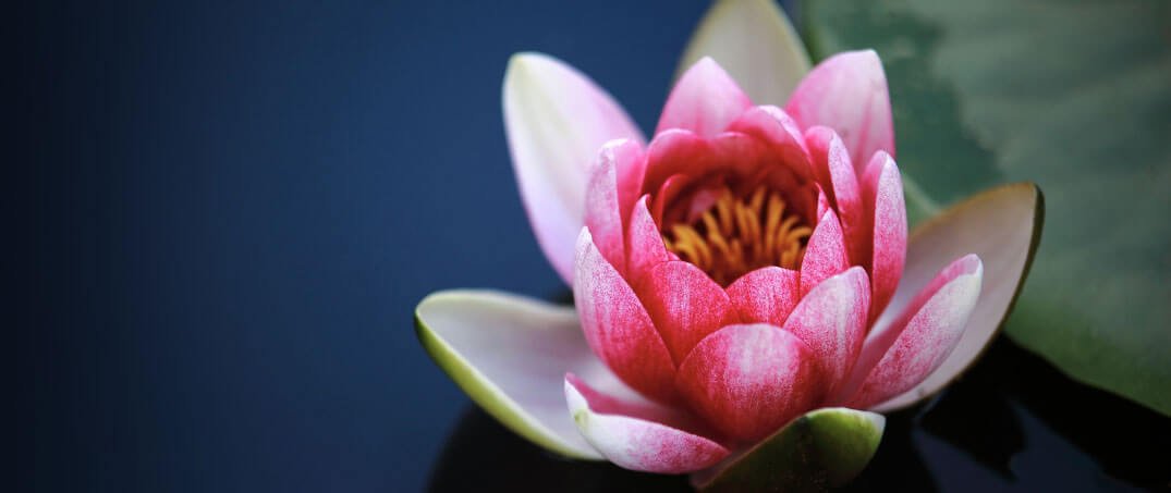 Lotus Çiçeği Anlamı