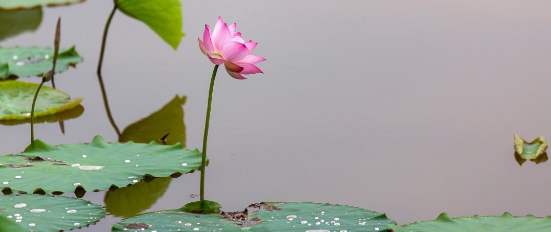 Lotus Çiçeği Hikayesi