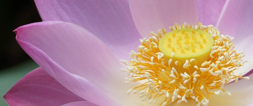 Lotus Çiçeği Neyi Temsil Eder?