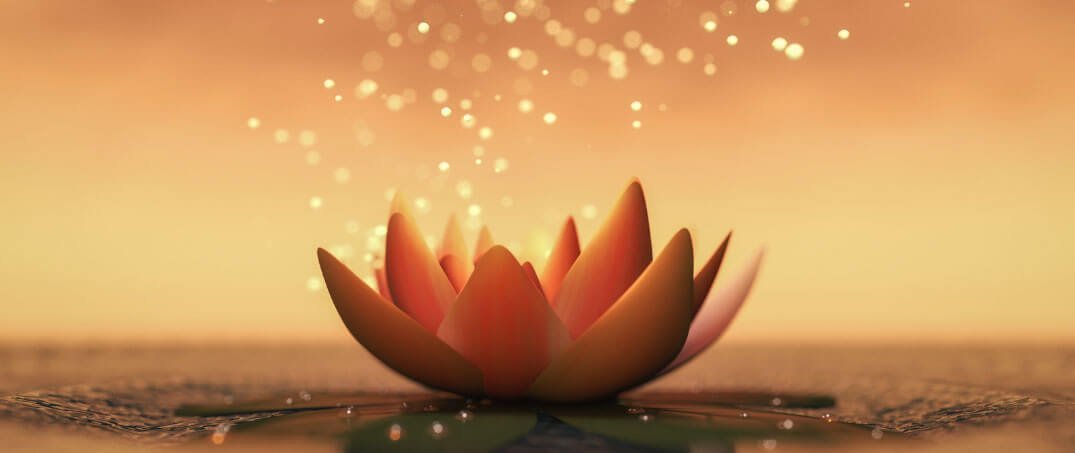 Lotus Çiçeği Özellikleri