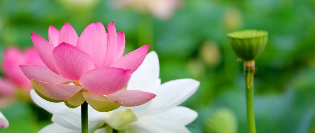 Renklere Göre Lotus Çiçeği Anlamı