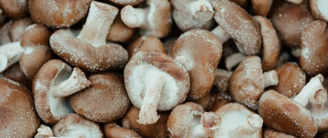 Şitaki (Shiitake Mantarı) Nedir, Faydaları Nelerdir, Nasıl Kullanılır?