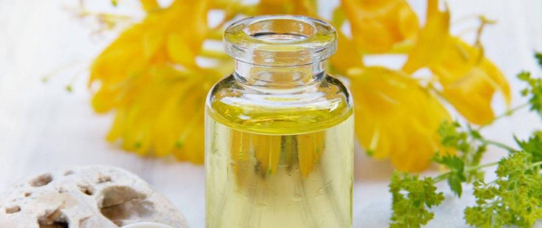 Kantaron Yağı Ne İşe Yarar, Faydaları Nelerdir?