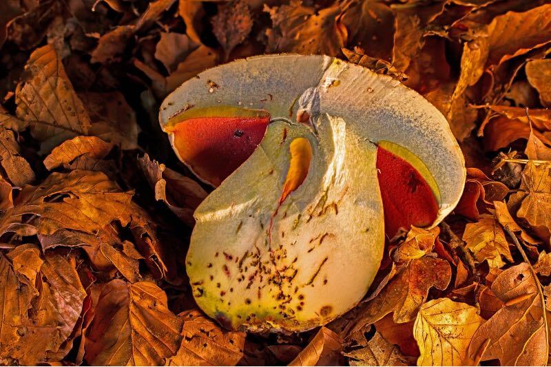 Yenilebilir mantar çeşitleri