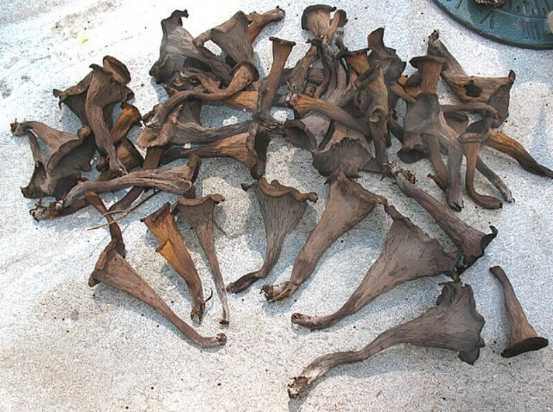 Türkiye'de Yetişen ve Yenilebilir Mantar Çeşitleri