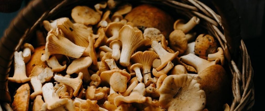 Yenilebilir mantar çeşitleri