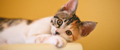 Basit ve Kolay Kedi Evi Yapımı İçin Fikirler