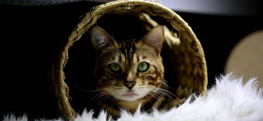 Basit ve Kolay Kedi Evi Yapımı İçin Fikirler