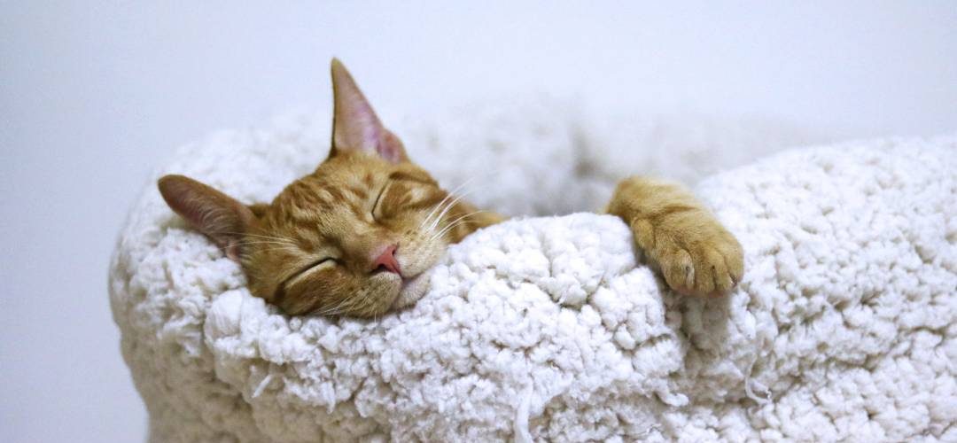 Basit ve Kolay Kedi Evi Yapımı İçin Fikirler