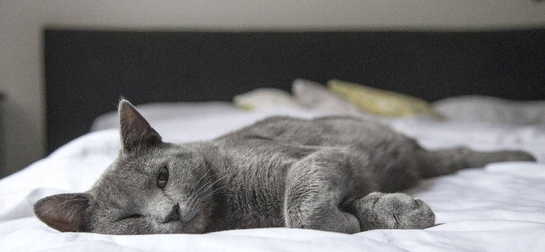 Basit ve Kolay Kedi Evi Yapımı İçin Fikirler