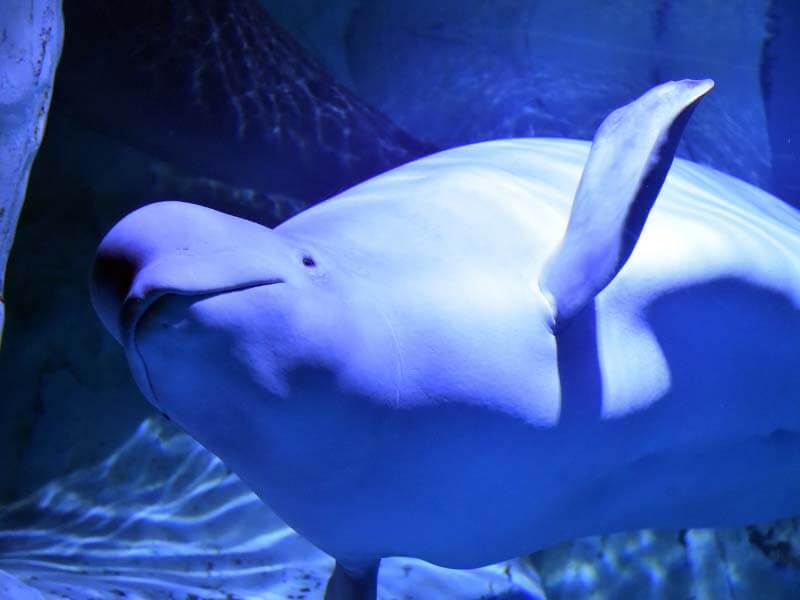 nesli tükenen canlılar