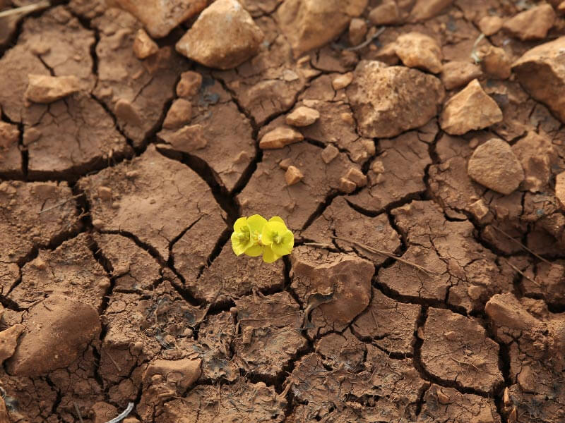 Kuraklık Nedir, Neden Olur ve Nasıl Engellenir?