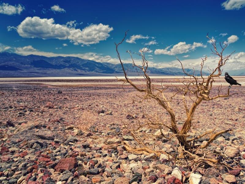 Kuraklık Nedir, Neden Olur ve Nasıl Engellenir?