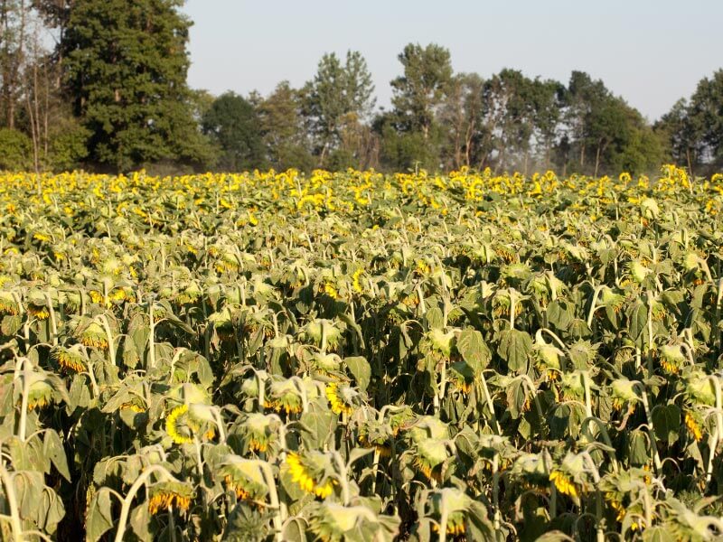 Kuraklık ile İlgili Rakamlar