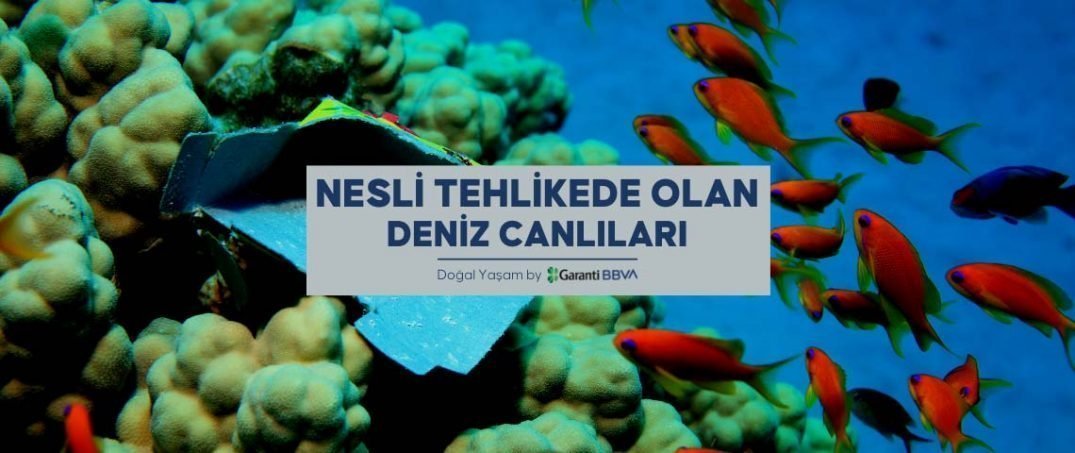 nesil tükenen deniz canlıları