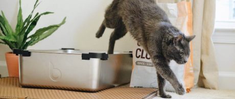 Evde Kedi Kumu Yapımı İçin 5 Fikir