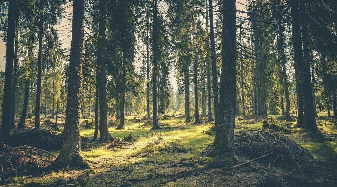 Çevreye Karşı Ne Kadar Etiğiz?