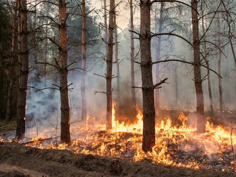 Orman Yangınları Neden Olur, Nasıl Önlenir?