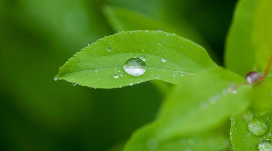 Ağaçların Önemi: Su Tasarrufu