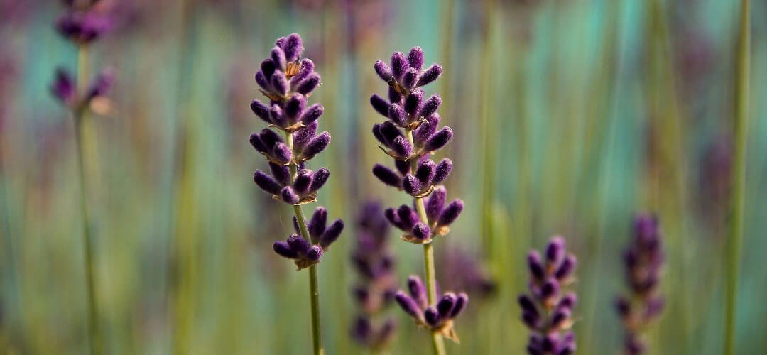 Biyomimikri Nedir? Gerçek Hayattan Biyomimikri Örnekleri