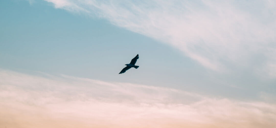 Biyomimikri Nedir? Gerçek Hayattan Biyomimikri Örnekleri