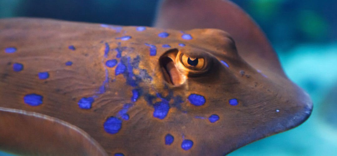 Biyomimikri Nedir? Gerçek Hayattan Biyomimikri Örnekleri