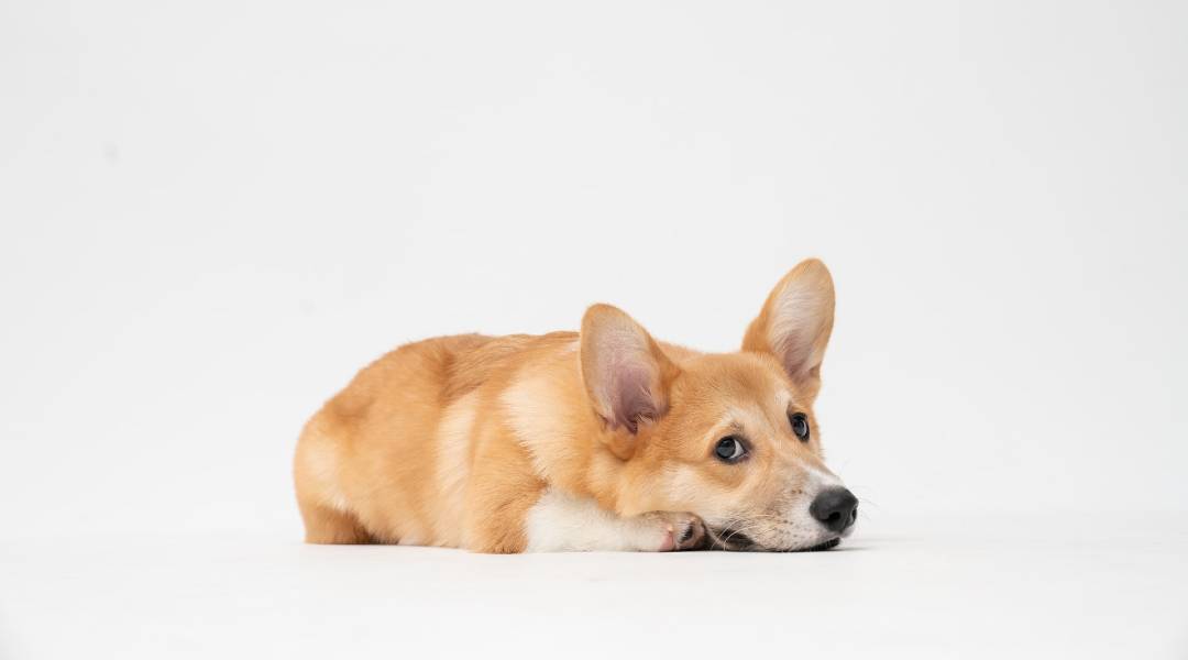 Uçak Yolculuğu Evcil Hayvan Sakinleştirmek