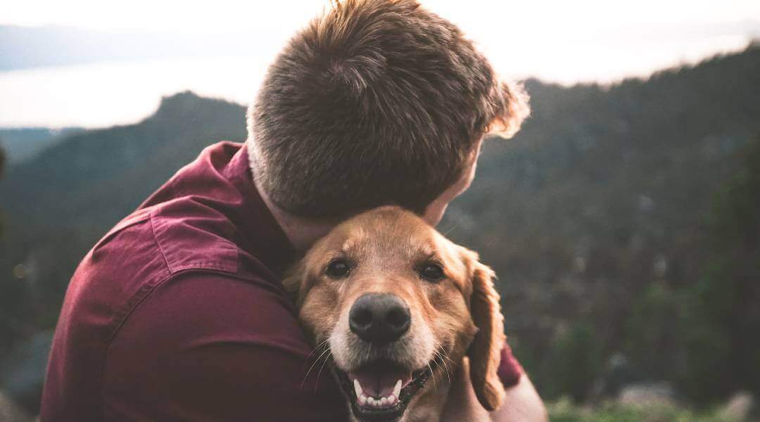 Uçak Yolculuğu Köpek Sakinleştirmek