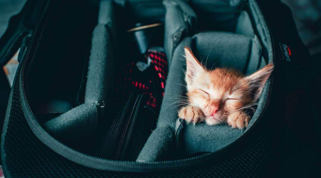 Evcil Hayvan İle Uçak Yolculuğu Kuralları