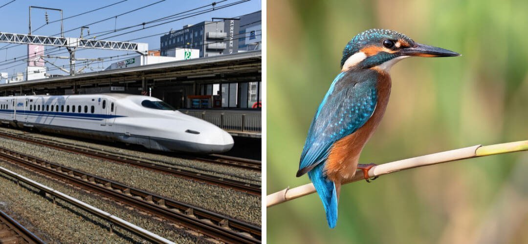 Biyomimikri Nedir? Gerçek Hayattan Biyomimikri Örnekleri