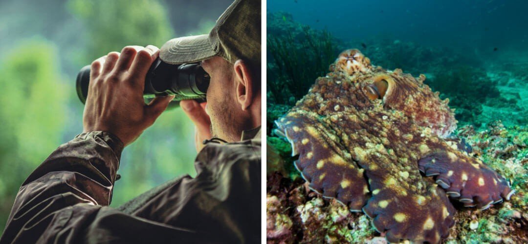 Biyomimikri Nedir? Gerçek Hayattan Biyomimikri Örnekleri