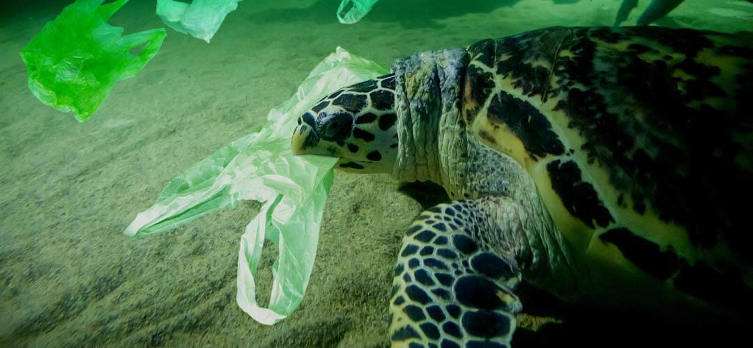 Çöp Adası Hayvanlara Zararları