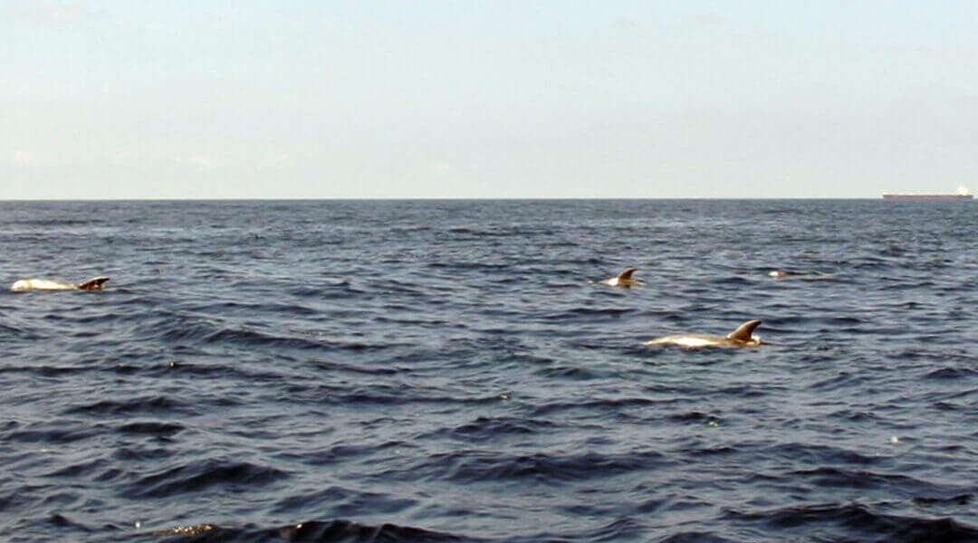 petrol sızıntıları sonuçları