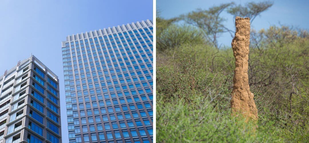 Biyomimikri Nedir? Gerçek Hayattan Biyomimikri Örnekleri