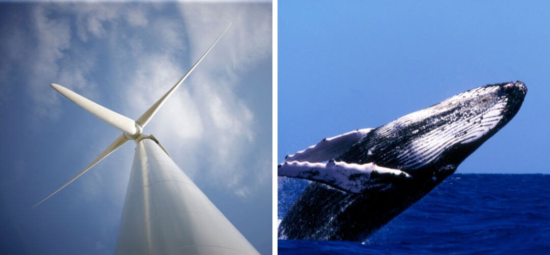 Biyomimikri Nedir? Gerçek Hayattan Biyomimikri Örnekleri